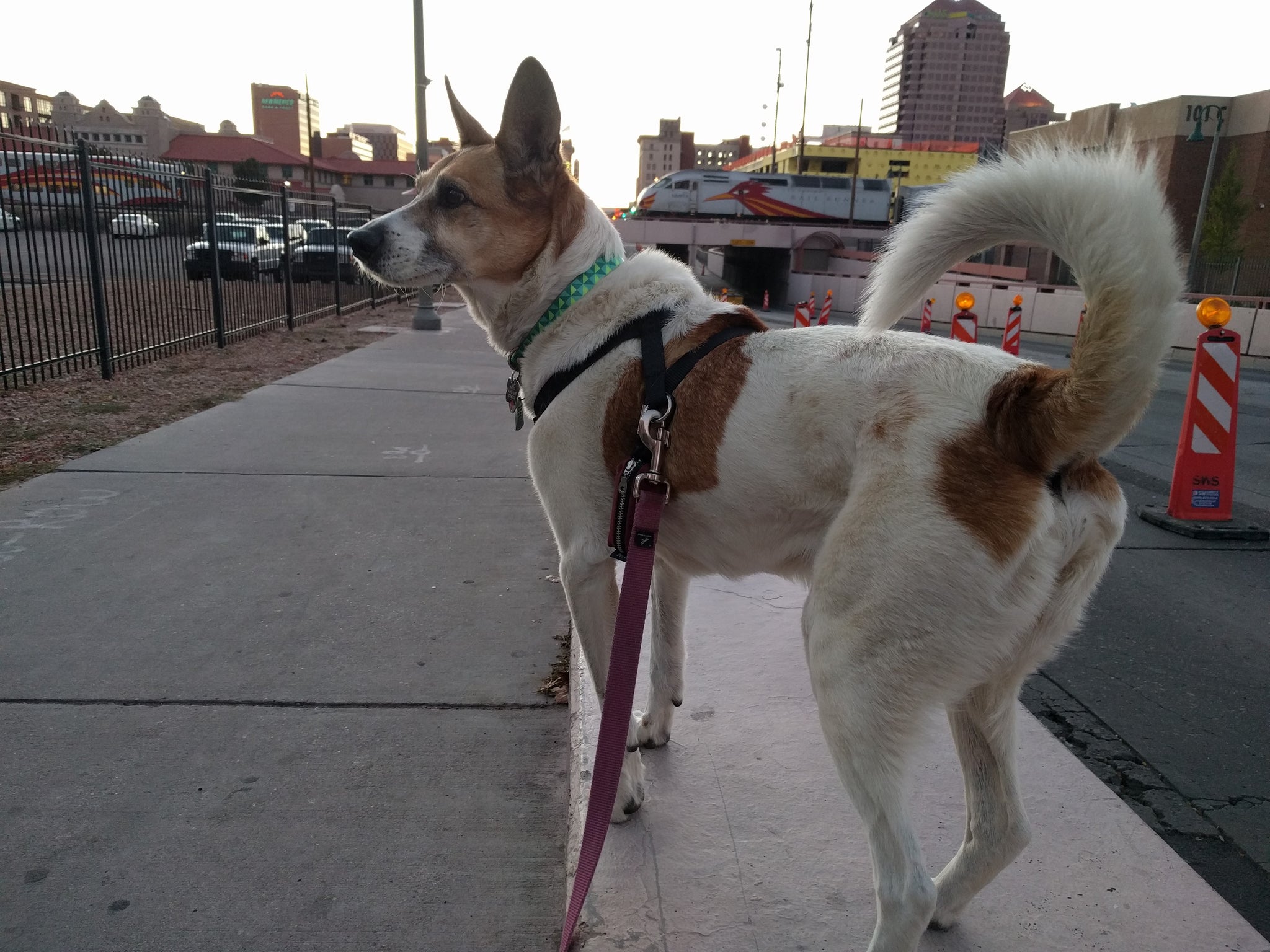 Our Top 5 Tips for Urban Hiking with Your Dog