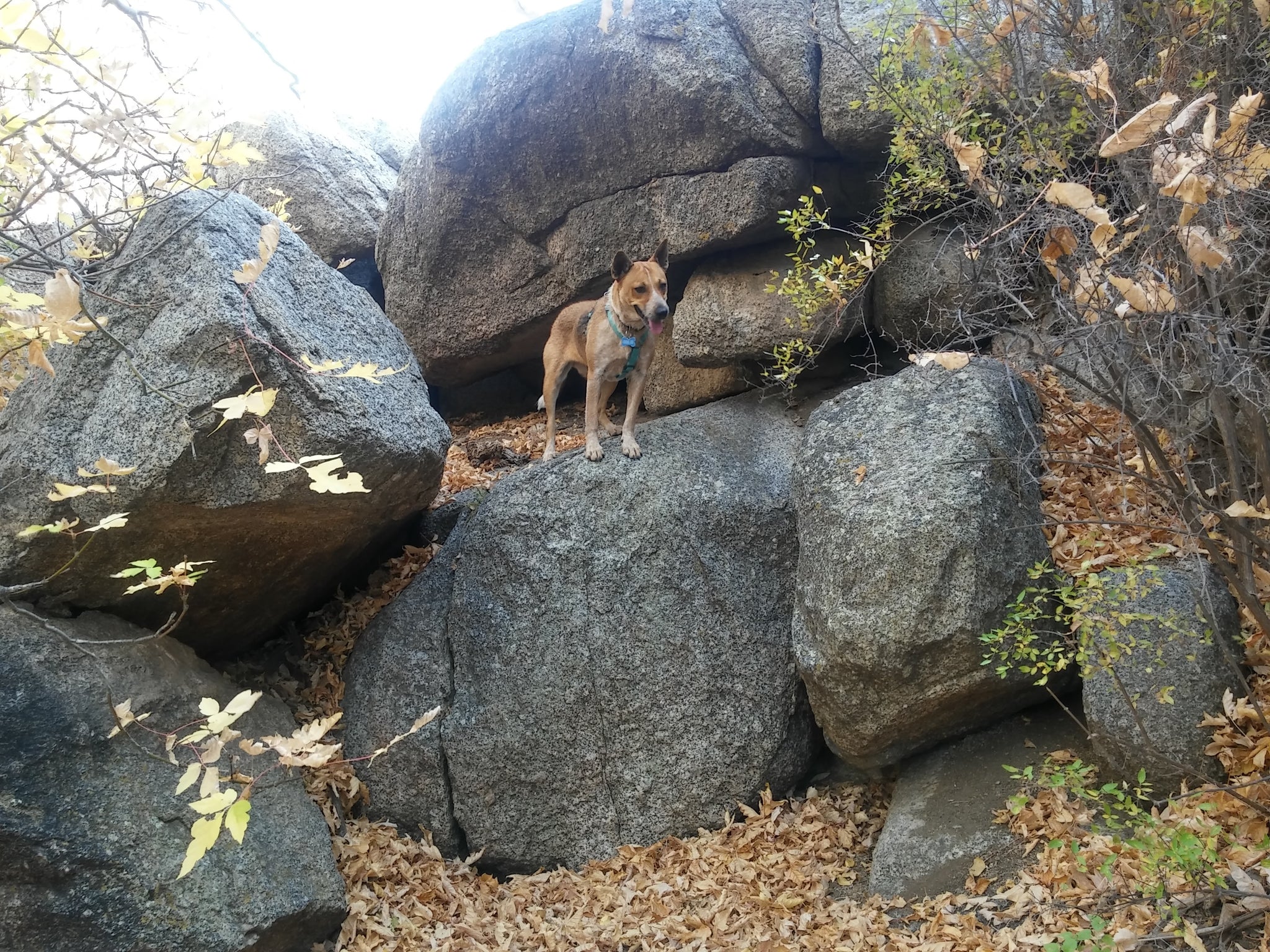 Allow Adventure Into the Daily Dog Walk: 5 Tips to Keep Yourself Open to Exploration