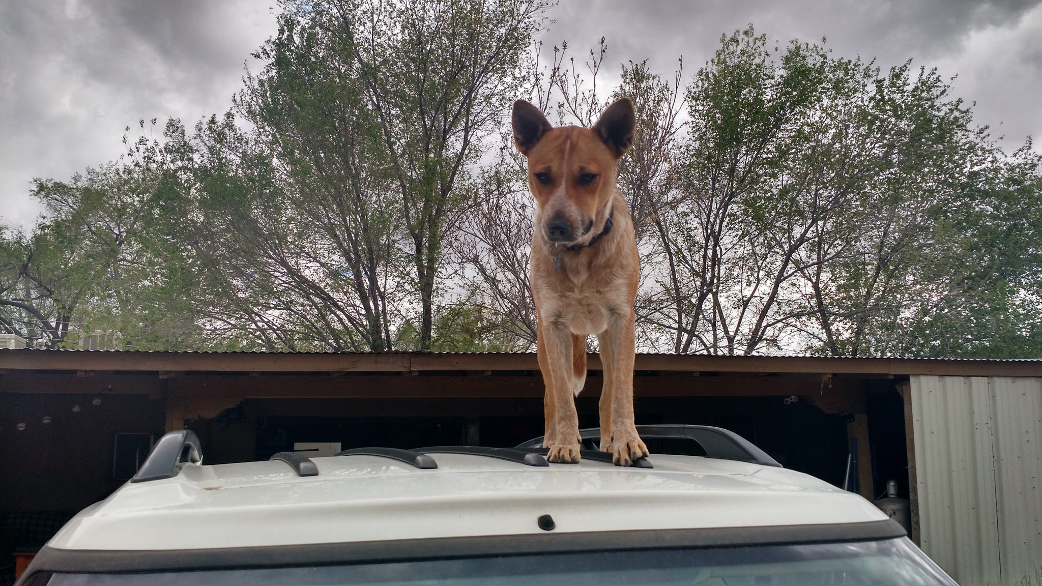 Cultivating Curiosity on the Daily Dog Walk