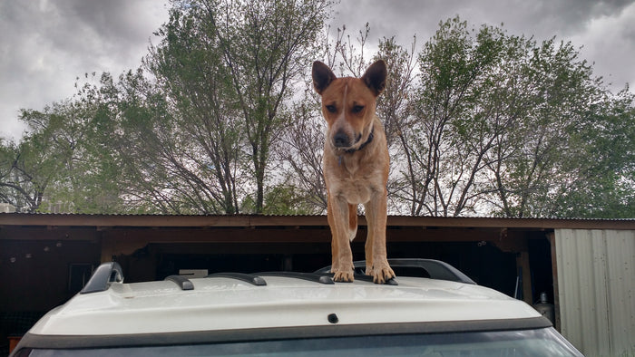 Cultivating Curiosity on the Daily Dog Walk
