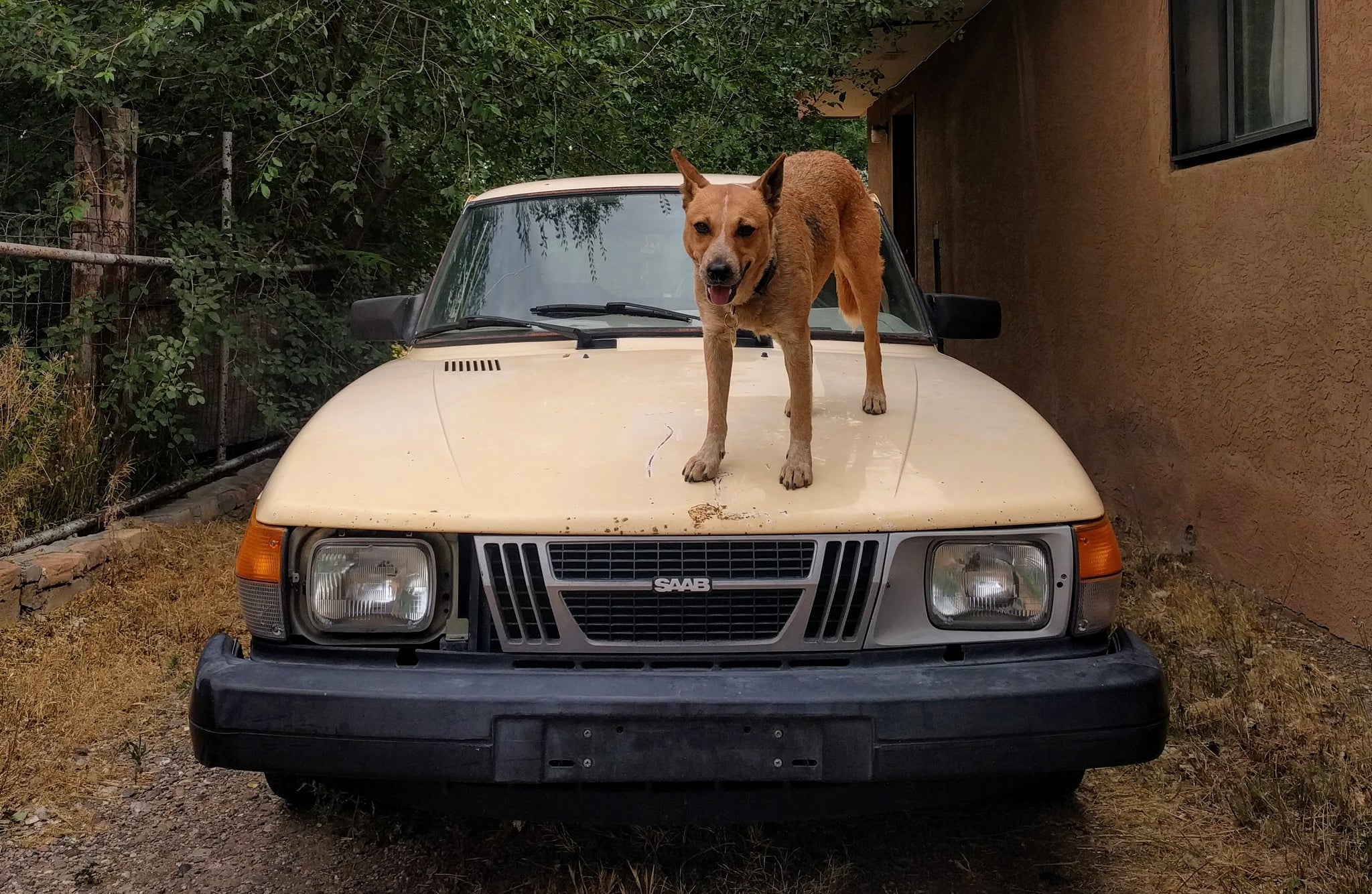 Keeping Your Dog Safe this Summer