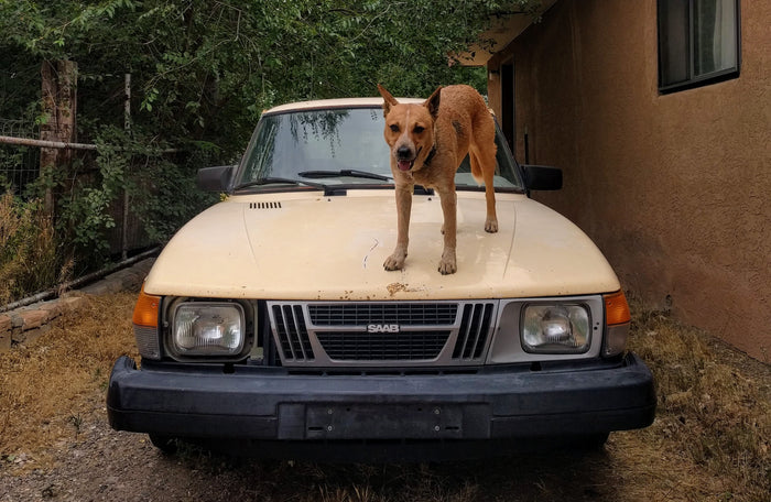 Keeping Your Dog Safe this Summer